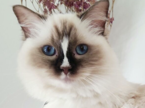 A seal-point bicolor Ragdoll cat with blue eyes