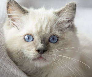 A fluffy white Ragdoll kitten with bright blue eyes