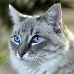 A fluffy gray Ragdoll cat with striking blue eyes