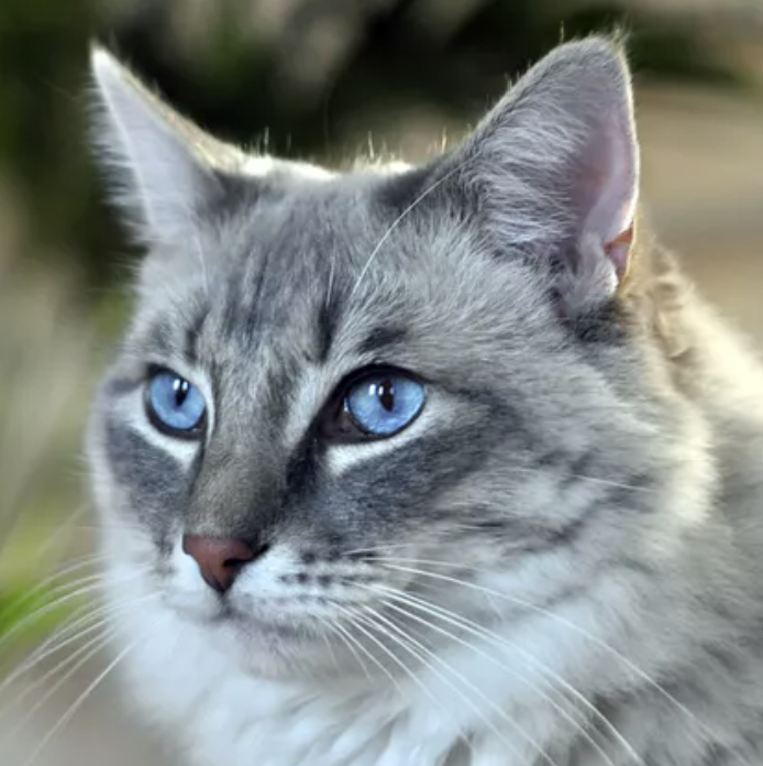A fluffy gray Ragdoll cat with striking blue eyes