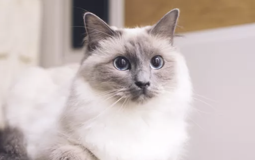 A fluffy blue-point Ragdoll cat with blue eyes