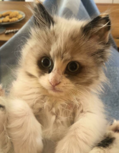 A wide-eyed fluffy Ragdoll kitten being held