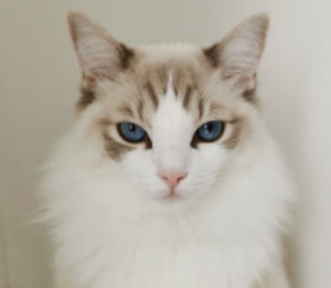 A bicolor Ragdoll cat with striking blue eyes and a fluffy white ruff