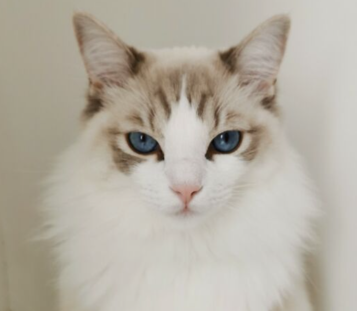 A bicolor Ragdoll cat with striking blue eyes and a fluffy white ruff