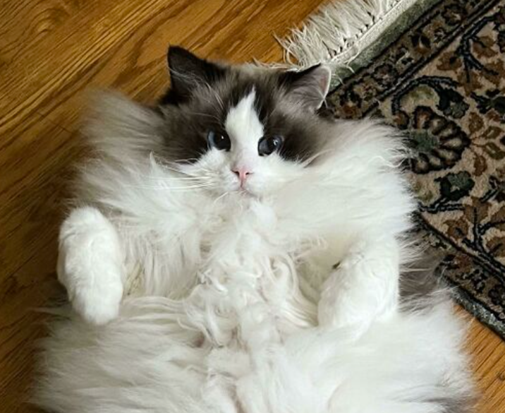 A very fluffy bicolor Ragdoll cat lying on its back showing its long fur