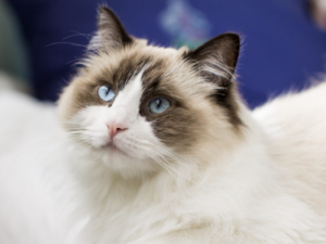 A bicolor Ragdoll cat with blue eyes